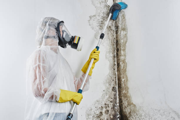 Best Mold Damage Restoration  in Salisbury, MO